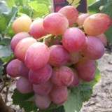 Розовая Дымка